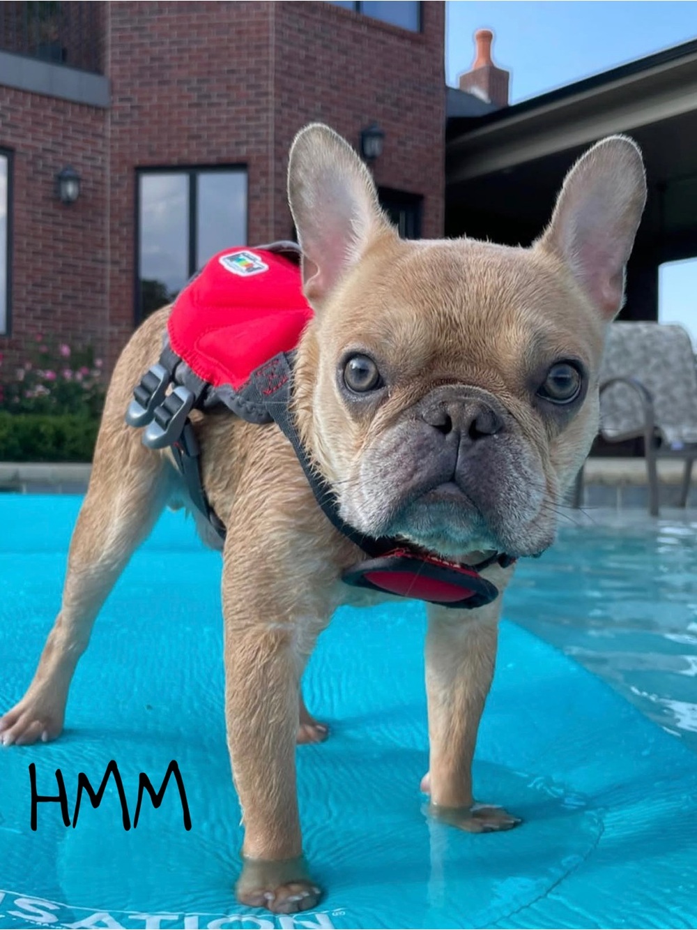 Outward Hound Dawson Swim Dog Life Jacket - XS